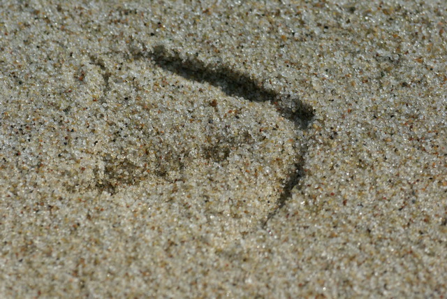 DSC04434