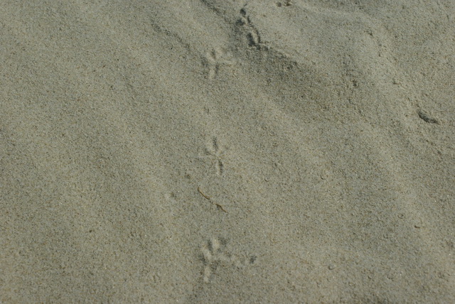 DSC04510