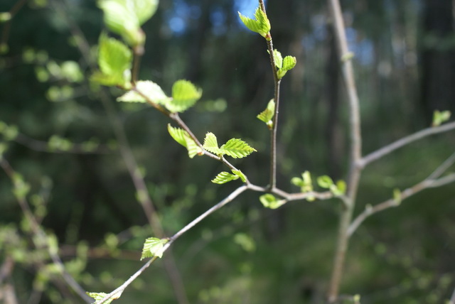 DSC04520