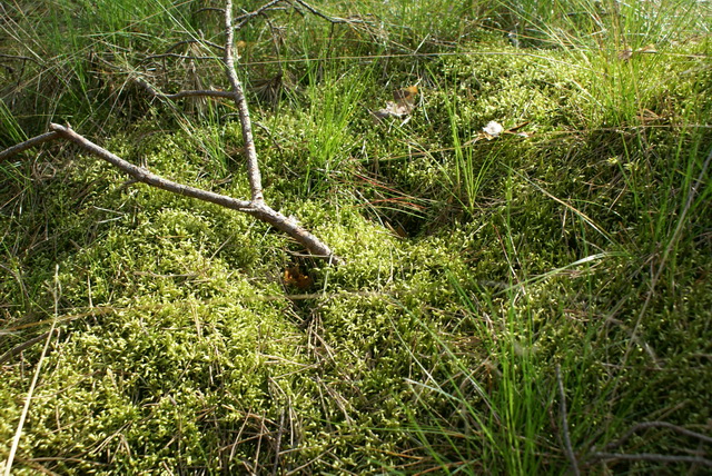 DSC04532