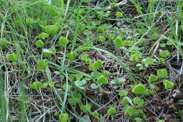 DSC04541